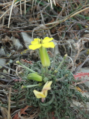 Erysimum callicarpum