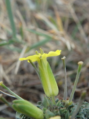 Erysimum callicarpum