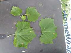 Ectoedemia clemensella