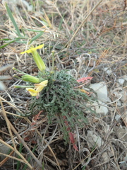 Erysimum callicarpum