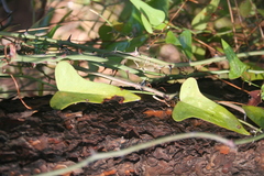 Smilax aspera