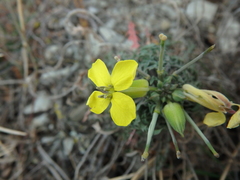 Erysimum callicarpum