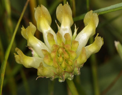 Trifolium fucatum