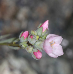 Hesperolinon congestum