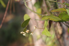 Smilax aspera