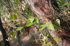 Smilax aspera