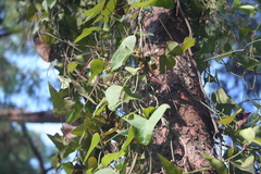 Smilax aspera