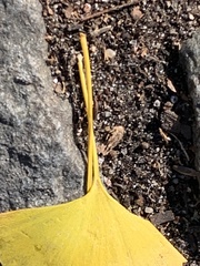 Bartheletia paradoxa