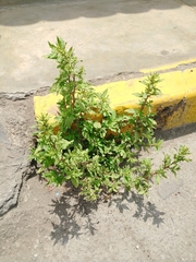 Dysphania ambrosioides