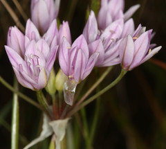 Allium unifolium