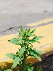 Dysphania ambrosioides