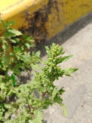 Dysphania ambrosioides