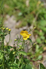 Ranunculus subtilis