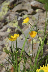 Ranunculus subtilis