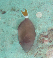 Sufflamen albicaudatum