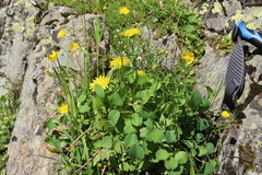 Ranunculus subtilis