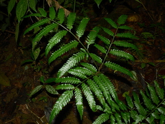 Pteris altissima