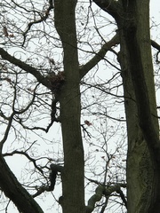 Sciurus vulgaris