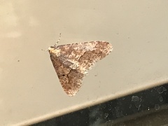 Erannis defoliaria