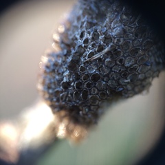 Malacosoma americana