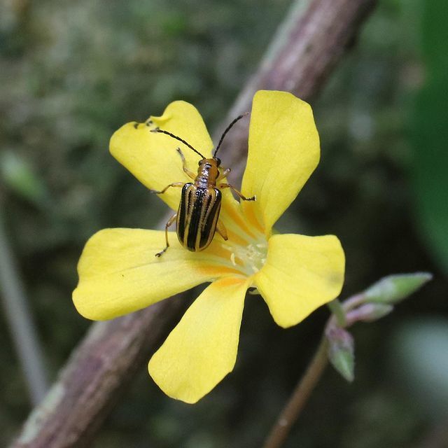 Neolema lineaticollis