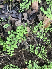 Adiantum jordanii image