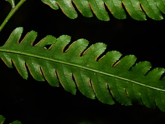 Pteris altissima