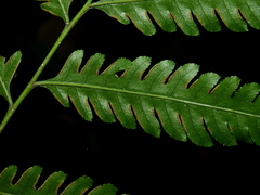 Pteris altissima