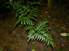 Pteris altissima