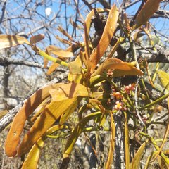 Phoradendron carneum