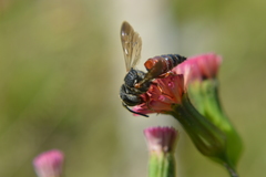 Coelioxys slossoni slossoni
