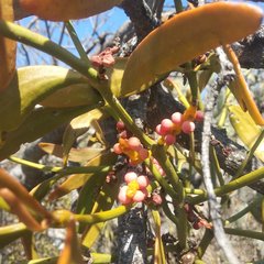 Phoradendron carneum