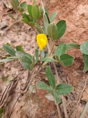 Dalbergieae