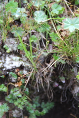 Thalictrum alpinum