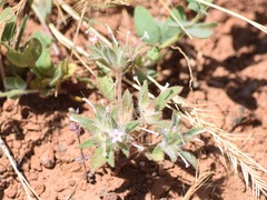 Collomia heterophylla