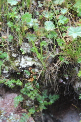 Thalictrum alpinum