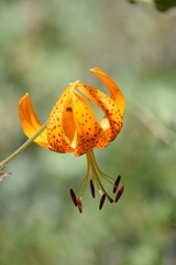 Lilium humboldtii humboldtii