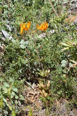 Lilium humboldtii humboldtii