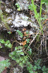 Thalictrum alpinum