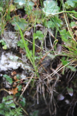 Thalictrum alpinum
