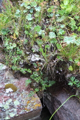 Thalictrum alpinum