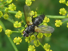 Phyllomya volvulus