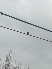 Corvus brachyrhynchos