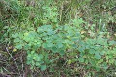 Thalictrum baicalense