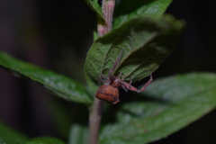 Coenypha edwardsi