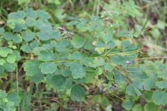 Thalictrum baicalense