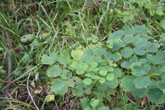 Thalictrum baicalense