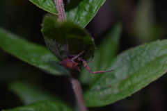Coenypha edwardsi