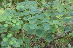 Thalictrum baicalense