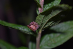 Coenypha edwardsi